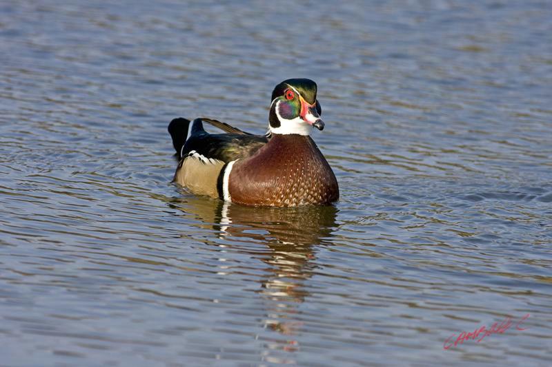 Cjp_2009_01_30_110517 (1).jpg